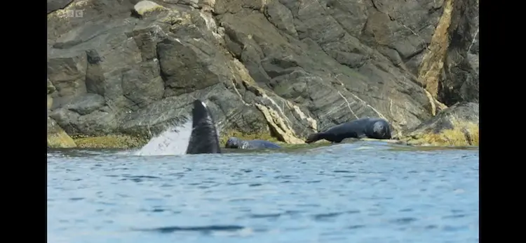 Grey seal (Halichoerus grypus atlantica) as shown in Wild Isles - Our Precious Isles